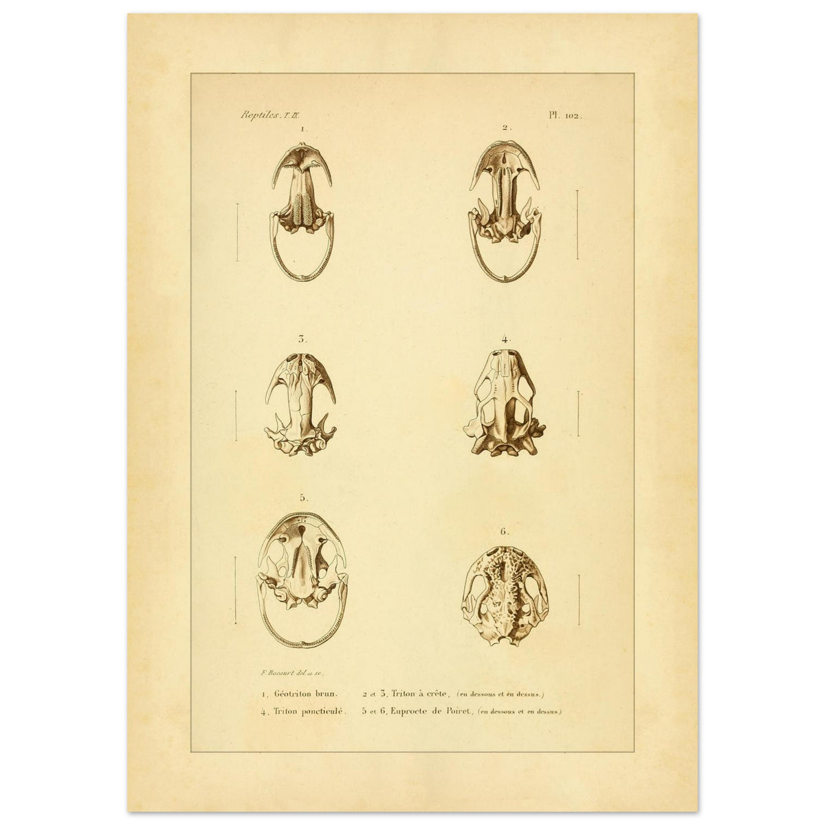 Urodelen-Amphibienköpfe: Reproduktion einer antiken anatomischen Tafel (50x70 cm). Alte anatomische Tafel von Köpfen urodelenartiger Amphibien mit sechs nummerierten Abbildungen.