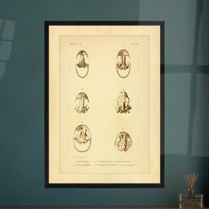 Urodelen-Amphibienköpfe: Reproduktion einer antiken anatomischen Tafel. Alte anatomische Tafel von Köpfen urodelenartiger Amphibien mit sechs nummerierten Abbildungen.