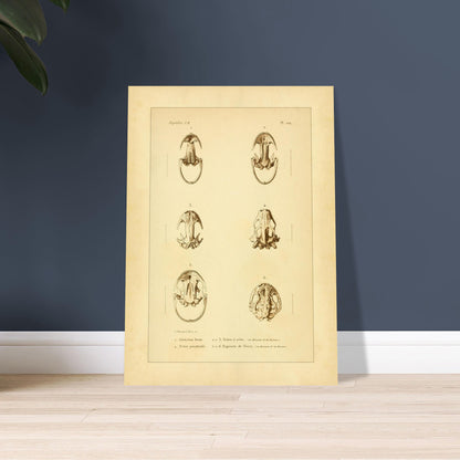 Urodelen-Amphibienköpfe: Reproduktion einer antiken anatomischen Tafel. Alte anatomische Tafel von Köpfen urodelenartiger Amphibien mit sechs nummerierten Abbildungen.