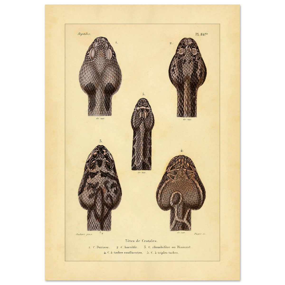 Klapperschlangenschöpfe: Antike Illustration aus Erpétologie générale (21x29,7 cm (A4)). Tafel mit alten Abbildungen, die fünf Klapperschlangengöpfe, durchnummeriert von 1 bis 5, mit Details zu ihren Mustern und Merkmalen zeigt.