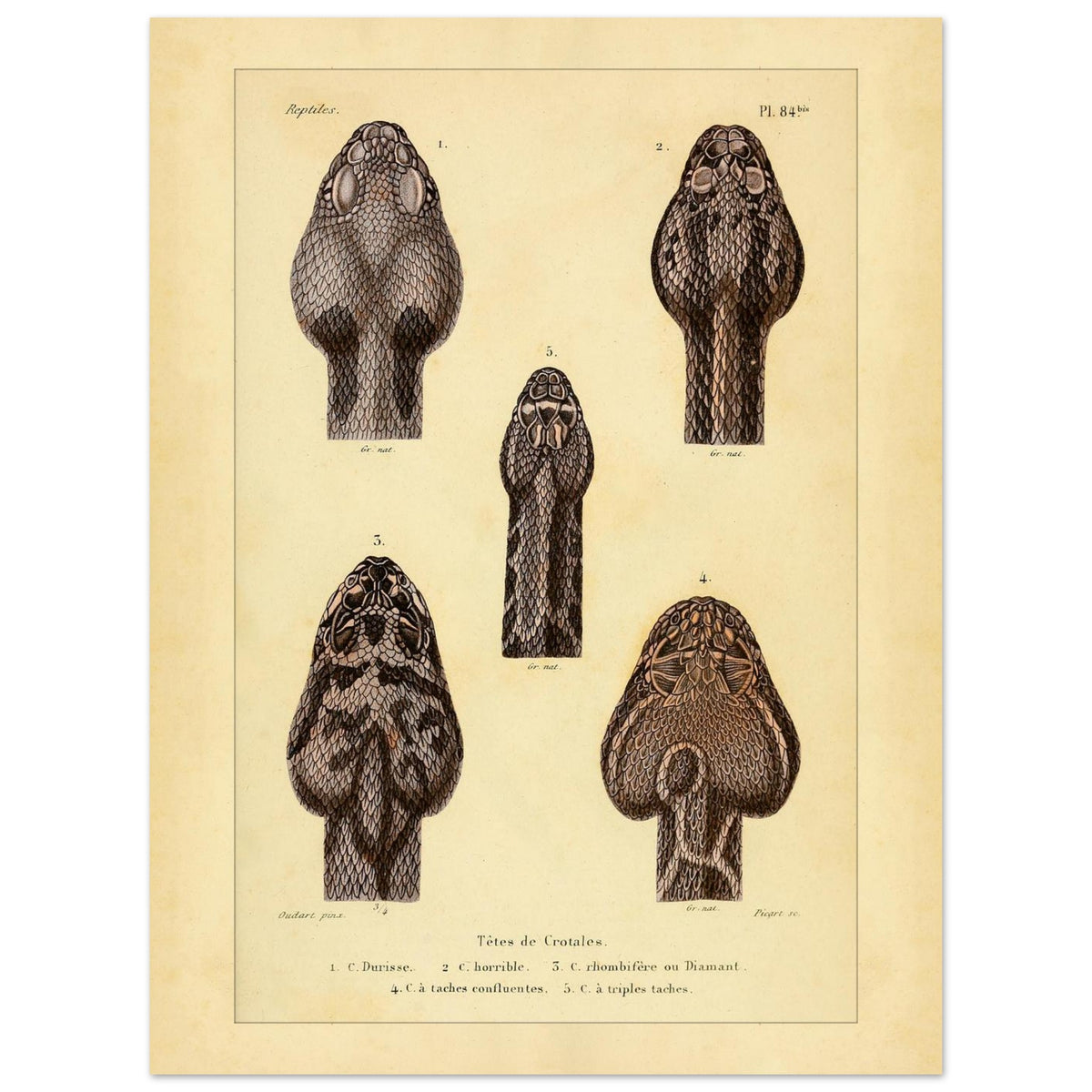 Klapperschlangenschöpfe: Antike Illustration aus Erpétologie générale (30x40 cm). Tafel mit alten Abbildungen, die fünf Klapperschlangengöpfe, durchnummeriert von 1 bis 5, mit Details zu ihren Mustern und Merkmalen zeigt.