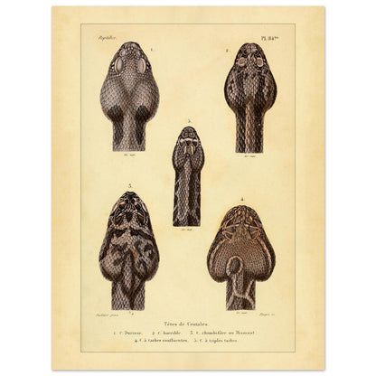 Klapperschlangenschöpfe: Antike Illustration aus Erpétologie générale (30x40 cm). Tafel mit alten Abbildungen, die fünf Klapperschlangengöpfe, durchnummeriert von 1 bis 5, mit Details zu ihren Mustern und Merkmalen zeigt.