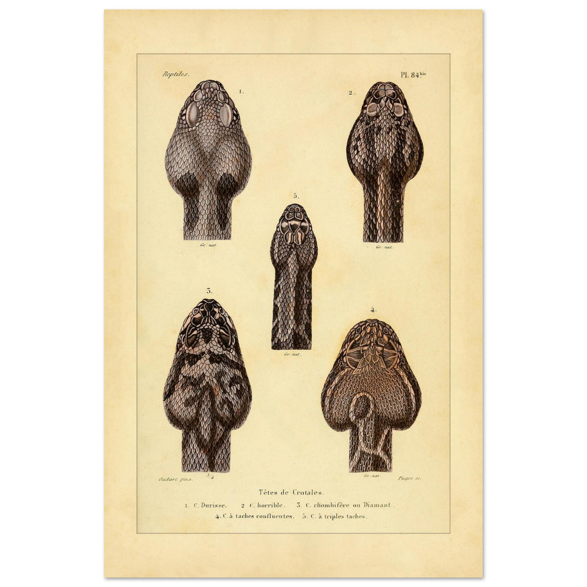 Klapperschlangenschöpfe: Antike Illustration aus Erpétologie générale (40x60 cm). Tafel mit alten Abbildungen, die fünf Klapperschlangengöpfe, durchnummeriert von 1 bis 5, mit Details zu ihren Mustern und Merkmalen zeigt.