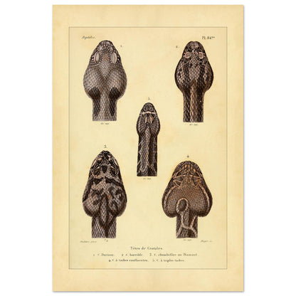 Klapperschlangenschöpfe: Antike Illustration aus Erpétologie générale (40x60 cm). Tafel mit alten Abbildungen, die fünf Klapperschlangengöpfe, durchnummeriert von 1 bis 5, mit Details zu ihren Mustern und Merkmalen zeigt.