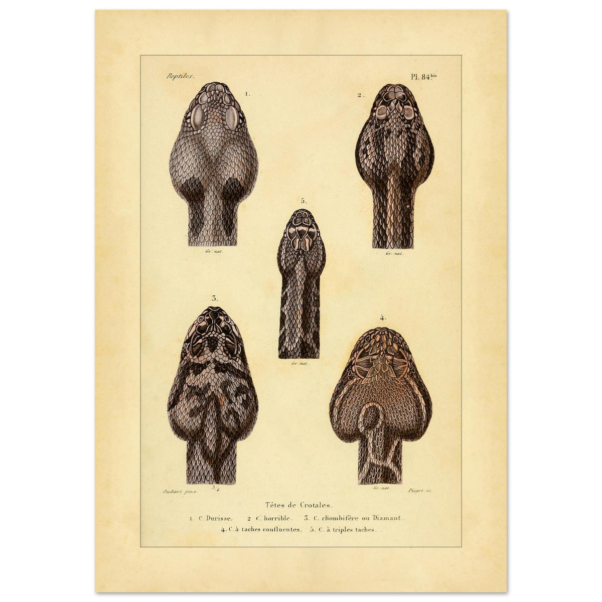 Klapperschlangenschöpfe: Antike Illustration aus Erpétologie générale (42x59,4 cm (A2)). Tafel mit alten Abbildungen, die fünf Klapperschlangengöpfe, durchnummeriert von 1 bis 5, mit Details zu ihren Mustern und Merkmalen zeigt.