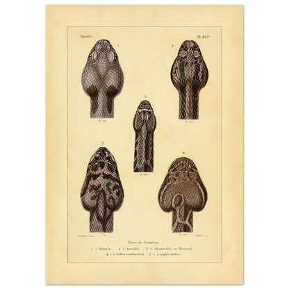 Klapperschlangenschöpfe: Antike Illustration aus Erpétologie générale (42x59,4 cm (A2)). Tafel mit alten Abbildungen, die fünf Klapperschlangengöpfe, durchnummeriert von 1 bis 5, mit Details zu ihren Mustern und Merkmalen zeigt.