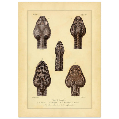 Klapperschlangenschöpfe: Antike Illustration aus Erpétologie générale (50x70 cm). Tafel mit alten Abbildungen, die fünf Klapperschlangengöpfe, durchnummeriert von 1 bis 5, mit Details zu ihren Mustern und Merkmalen zeigt.