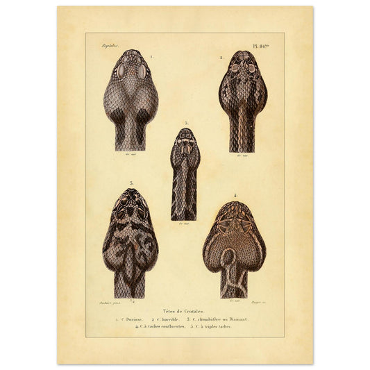 Klapperschlangenschöpfe: Antike Illustration aus Erpétologie générale (50x70 cm). Tafel mit alten Abbildungen, die fünf Klapperschlangengöpfe, durchnummeriert von 1 bis 5, mit Details zu ihren Mustern und Merkmalen zeigt.