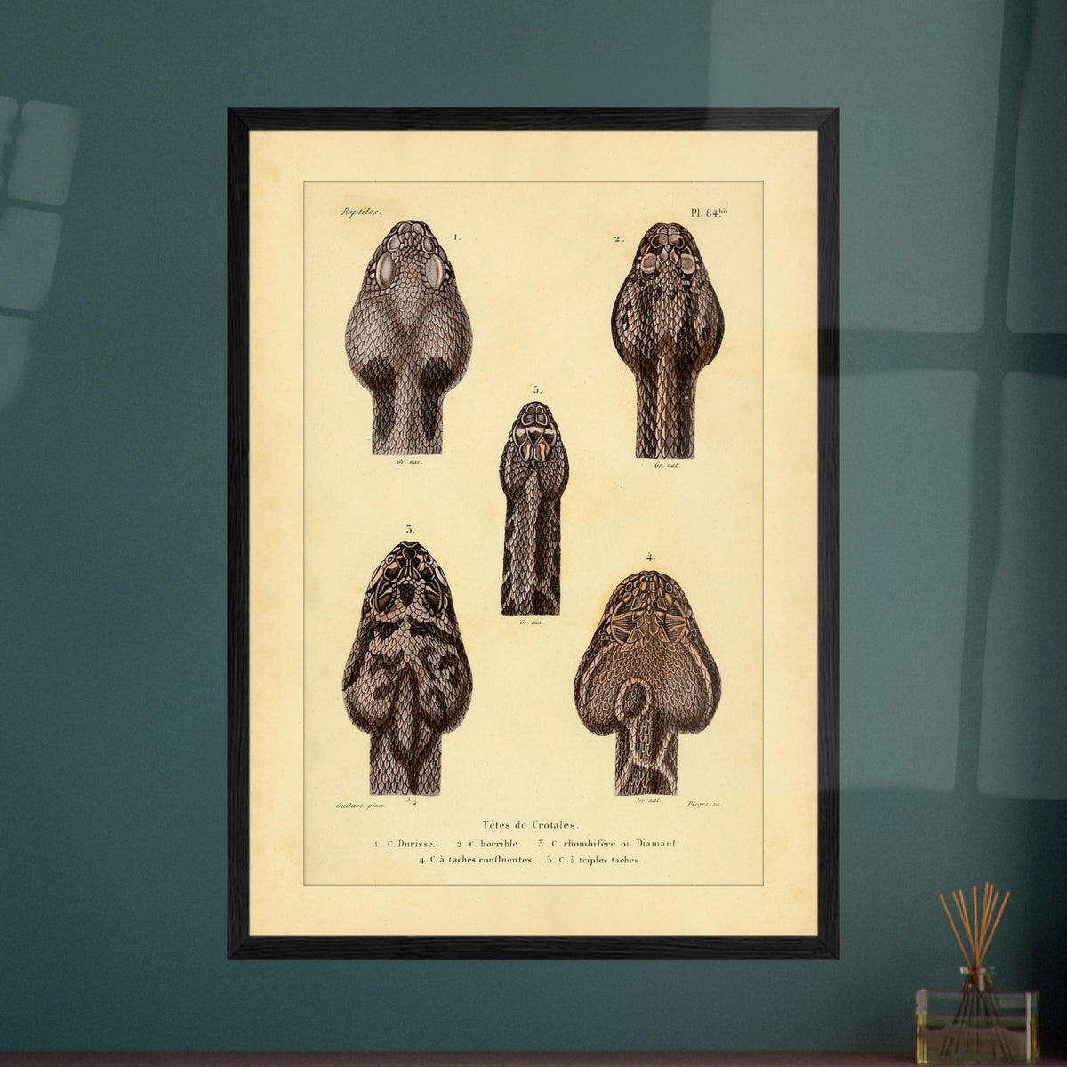 Klapperschlangenschöpfe: Antike Illustration aus Erpétologie générale. Tafel mit alten Abbildungen, die fünf Klapperschlangengöpfe, durchnummeriert von 1 bis 5, mit Details zu ihren Mustern und Merkmalen zeigt.
