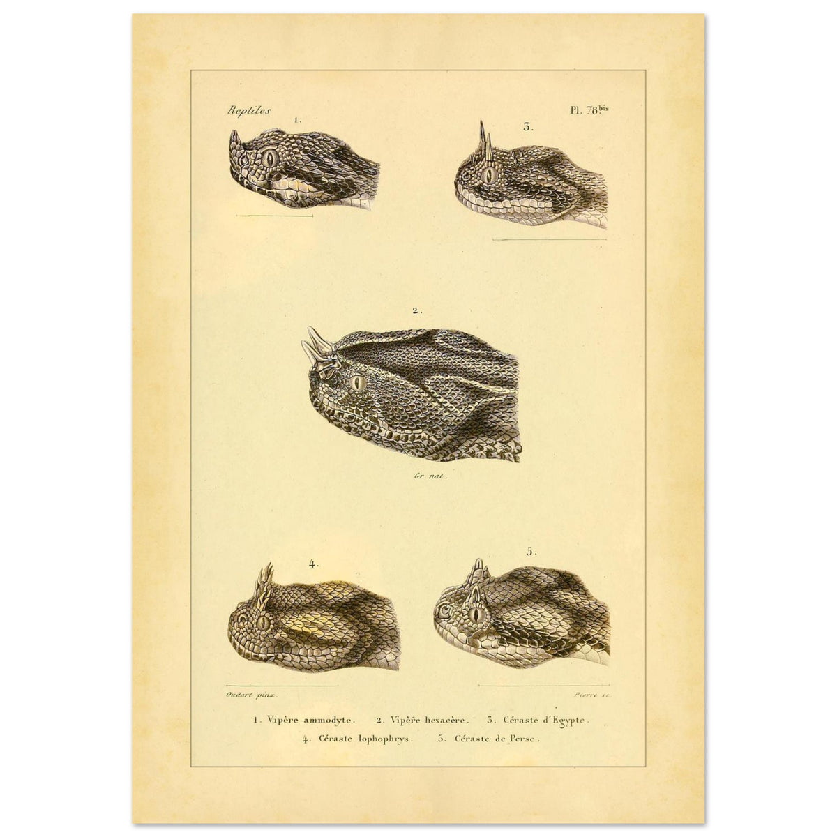 Horned Vipers: Reproduction of Viper Head Illustrations (21x29,7 cm (A4)). Antique scientific illustrations of viper heads, including the nose-horned viper, the six-horned viper, the Egyptian sand viper, the horned desert viper, and the Persian horned viper.