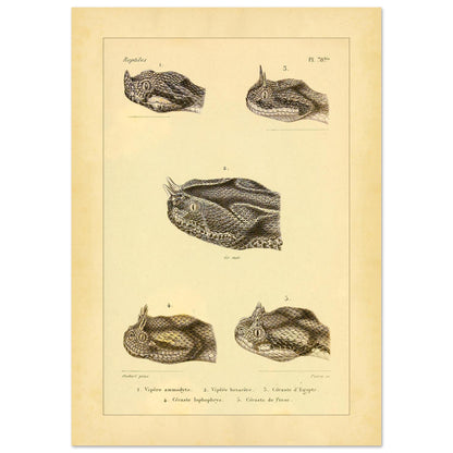 Horned Vipers: Reproduction of Viper Head Illustrations (21x29,7 cm (A4)). Antique scientific illustrations of viper heads, including the nose-horned viper, the six-horned viper, the Egyptian sand viper, the horned desert viper, and the Persian horned viper.