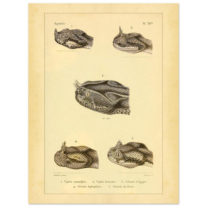 Horned Vipers: Reproduction of Viper Head Illustrations (30x40 cm). Antique scientific illustrations of viper heads, including the nose-horned viper, the six-horned viper, the Egyptian sand viper, the horned desert viper, and the Persian horned viper.