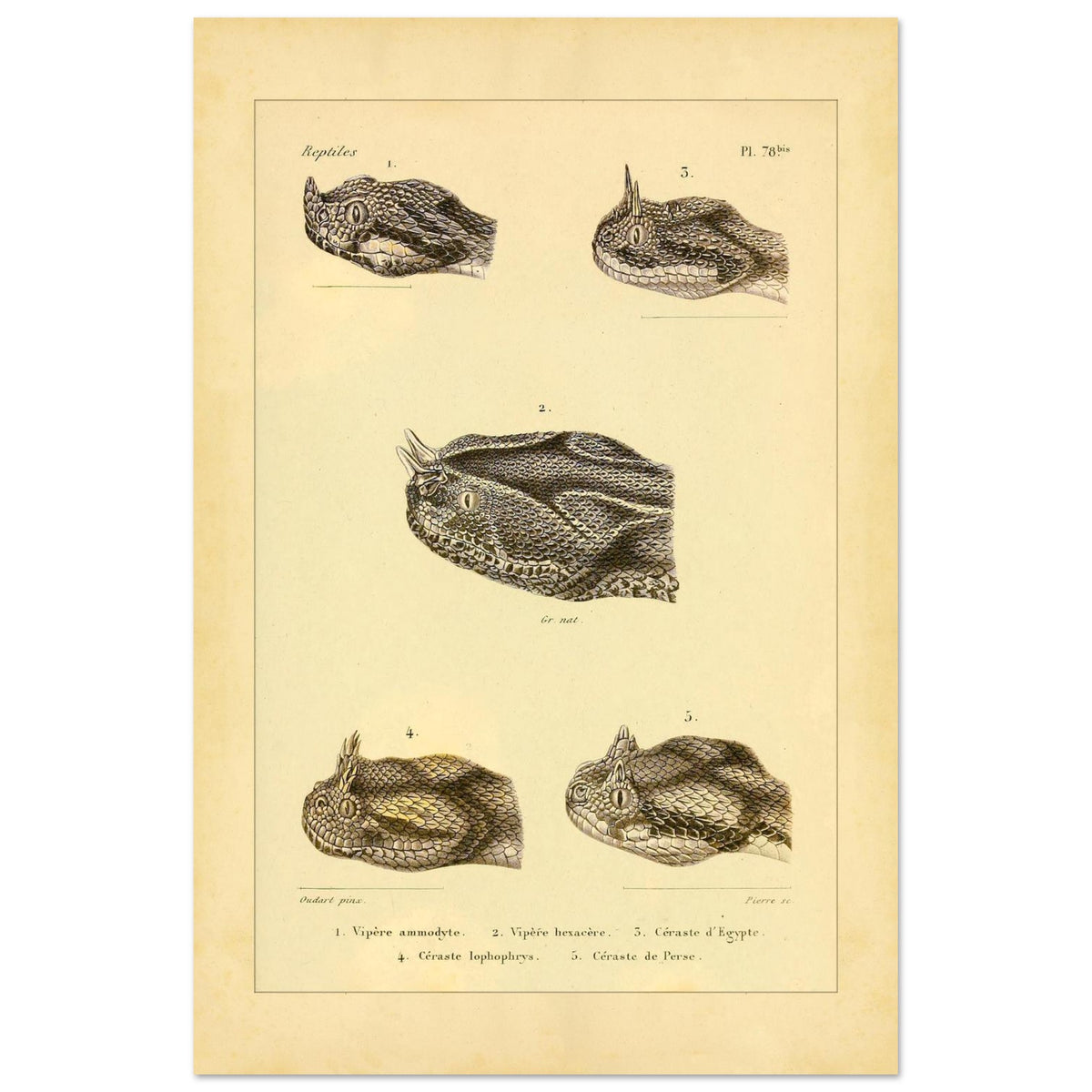 Horned Vipers: Reproduction of Viper Head Illustrations (40x60 cm). Antique scientific illustrations of viper heads, including the nose-horned viper, the six-horned viper, the Egyptian sand viper, the horned desert viper, and the Persian horned viper.