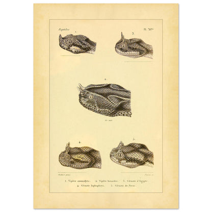 Horned Vipers: Reproduction of Viper Head Illustrations (42x59,4 cm (A2)). Antique scientific illustrations of viper heads, including the nose-horned viper, the six-horned viper, the Egyptian sand viper, the horned desert viper, and the Persian horned viper.