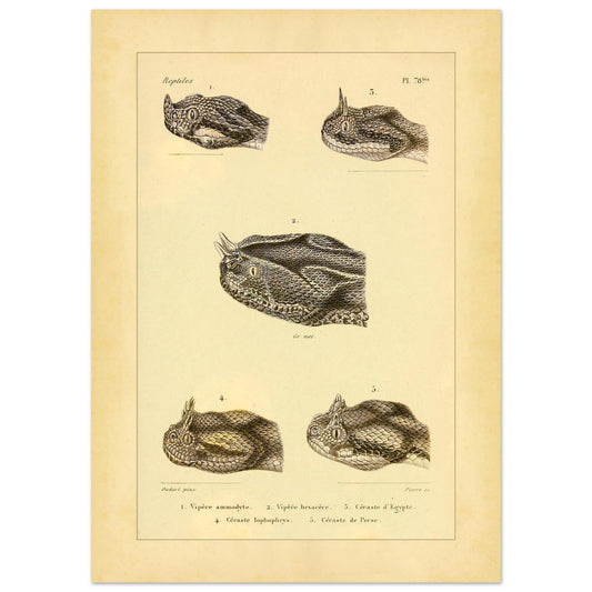 Gehörnte Vipern: Reproduktion von Schlangen-Kopfdarstellungen (50x70 cm). Antike wissenschaftliche Illustrationen von Vipernköpfen, einschließlich der Hornviper, der Sechshornviper, der Ägyptischen Sandviper, der Gehörnten Wüstenviper und der Persischen Hornviper.