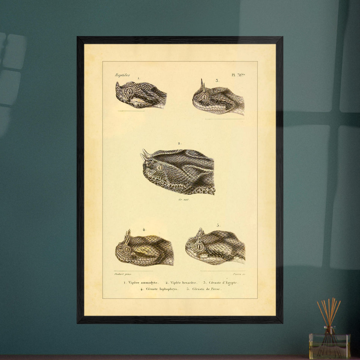 Horned Vipers: Reproduction of Viper Head Illustrations. Antique scientific illustrations of viper heads, including the nose-horned viper, the six-horned viper, the Egyptian sand viper, the horned desert viper, and the Persian horned viper.
