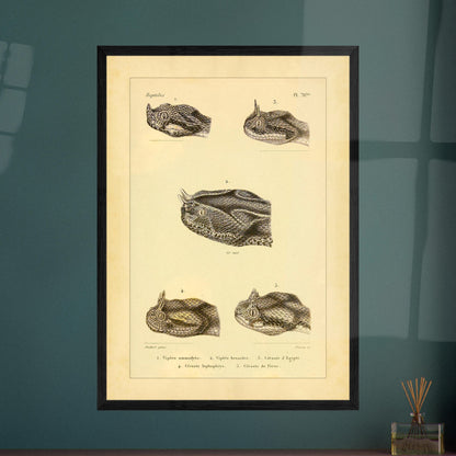 Horned Vipers: Reproduction of Viper Head Illustrations. Antique scientific illustrations of viper heads, including the nose-horned viper, the six-horned viper, the Egyptian sand viper, the horned desert viper, and the Persian horned viper.