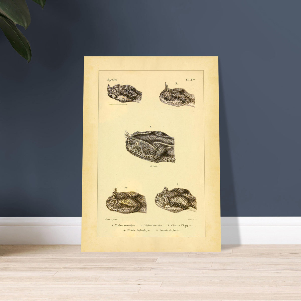 Horned Vipers: Reproduction of Viper Head Illustrations. Antique scientific illustrations of viper heads, including the nose-horned viper, the six-horned viper, the Egyptian sand viper, the horned desert viper, and the Persian horned viper.