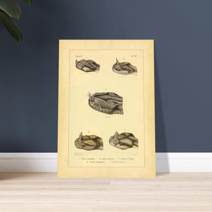 Horned Vipers: Reproduction of Viper Head Illustrations. Antique scientific illustrations of viper heads, including the nose-horned viper, the six-horned viper, the Egyptian sand viper, the horned desert viper, and the Persian horned viper.