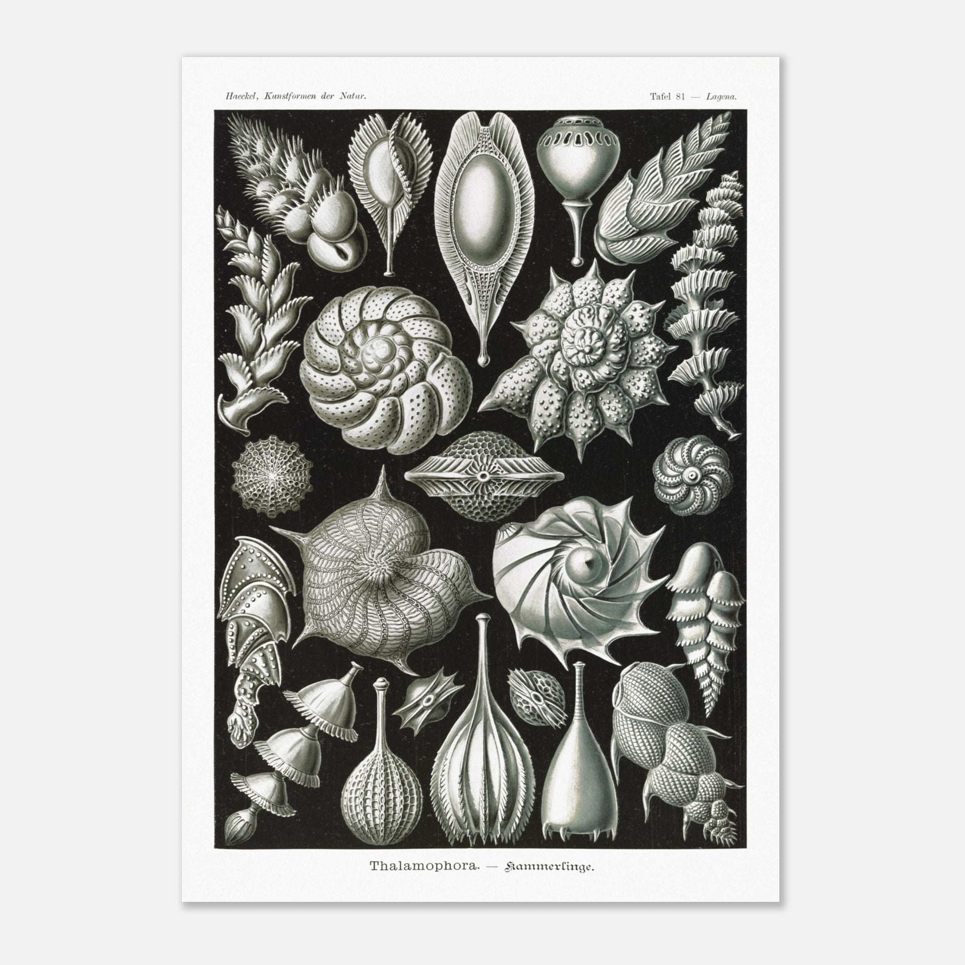 Reproduction de la planche de thalamophores (Kammerlinge) d'Ernst Haeckel (29,7x42 cm (A3)). Lithographie scientifique d'Ernst Haeckel de "Kunstformen der Natur" présentant une variété de thalamophores (Kammerlinge) sur fond noir.