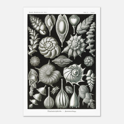 Reproduction de la planche de thalamophores (Kammerlinge) d'Ernst Haeckel (29,7x42 cm (A3)). Lithographie scientifique d'Ernst Haeckel de "Kunstformen der Natur" présentant une variété de thalamophores (Kammerlinge) sur fond noir.