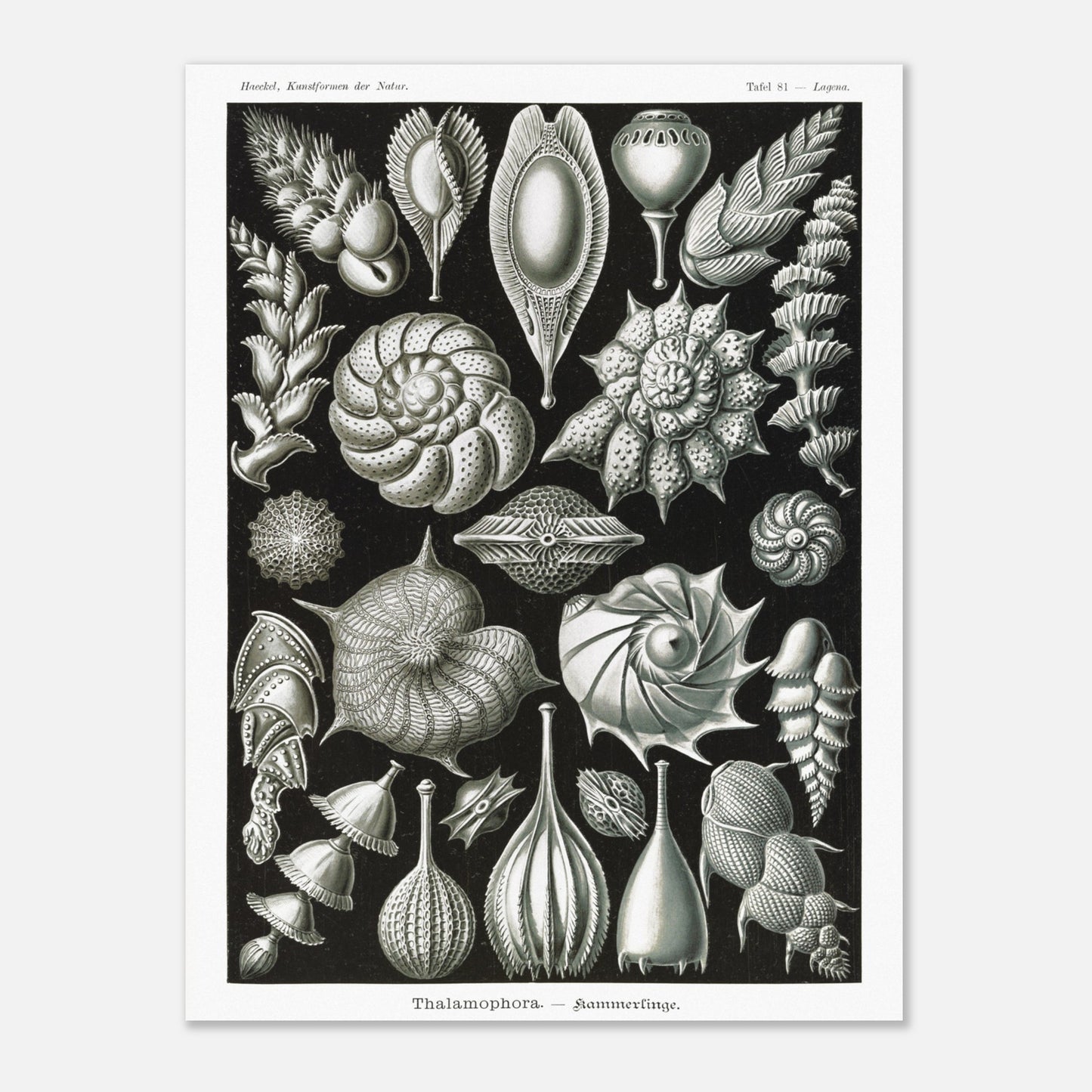 Reproduction de la planche de thalamophores (Kammerlinge) d'Ernst Haeckel (30x40 cm). Lithographie scientifique d'Ernst Haeckel de "Kunstformen der Natur" présentant une variété de thalamophores (Kammerlinge) sur fond noir.