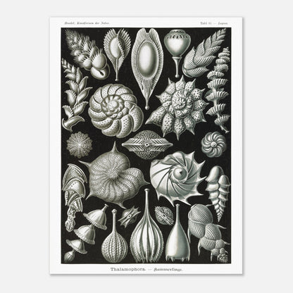 Reproduction de la planche de thalamophores (Kammerlinge) d'Ernst Haeckel (30x40 cm). Lithographie scientifique d'Ernst Haeckel de "Kunstformen der Natur" présentant une variété de thalamophores (Kammerlinge) sur fond noir.
