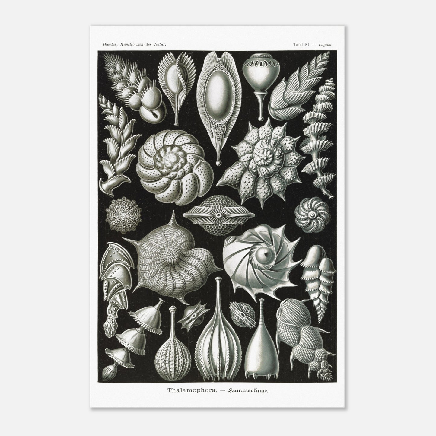 Reproduction de la planche de thalamophores (Kammerlinge) d'Ernst Haeckel (40x60 cm). Lithographie scientifique d'Ernst Haeckel de "Kunstformen der Natur" présentant une variété de thalamophores (Kammerlinge) sur fond noir.