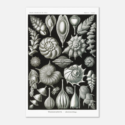 Reproduction de la planche de thalamophores (Kammerlinge) d'Ernst Haeckel (40x60 cm). Lithographie scientifique d'Ernst Haeckel de "Kunstformen der Natur" présentant une variété de thalamophores (Kammerlinge) sur fond noir.