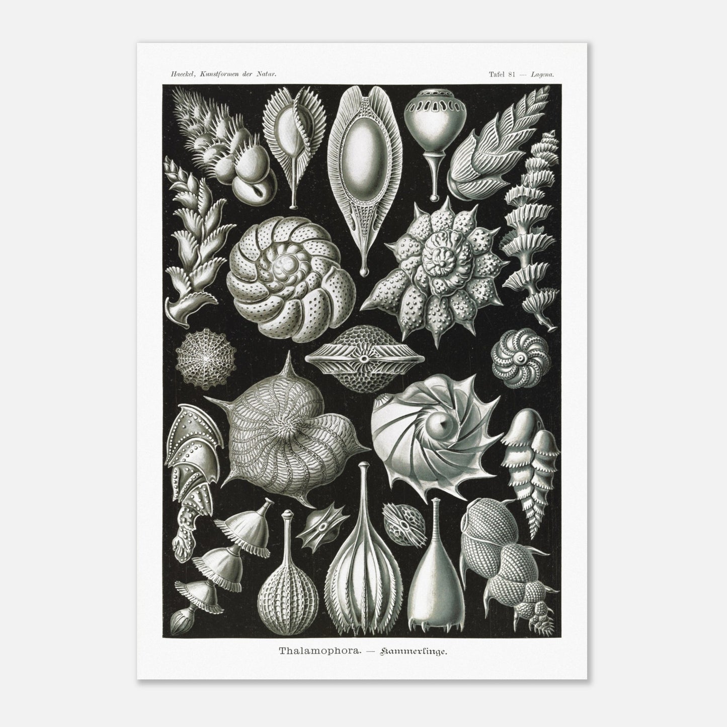 Reproduction de la planche de thalamophores (Kammerlinge) d'Ernst Haeckel (42x59,4 cm (A2)). Lithographie scientifique d'Ernst Haeckel de "Kunstformen der Natur" présentant une variété de thalamophores (Kammerlinge) sur fond noir.