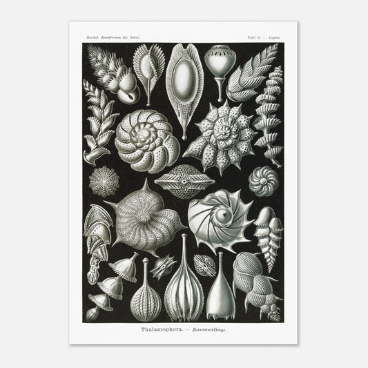 Reproduction de la planche de thalamophores (Kammerlinge) d'Ernst Haeckel (42x59,4 cm (A2)). Lithographie scientifique d'Ernst Haeckel de "Kunstformen der Natur" présentant une variété de thalamophores (Kammerlinge) sur fond noir.