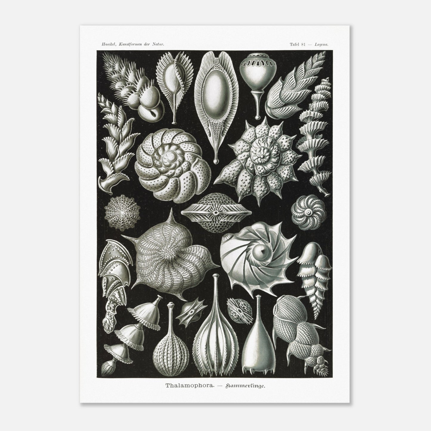 Reproduction de la planche de thalamophores (Kammerlinge) d'Ernst Haeckel (50x70 cm). Lithographie scientifique d'Ernst Haeckel de "Kunstformen der Natur" présentant une variété de thalamophores (Kammerlinge) sur fond noir.