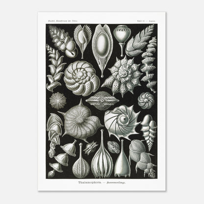 Reproduction de la planche de thalamophores (Kammerlinge) d'Ernst Haeckel (50x70 cm). Lithographie scientifique d'Ernst Haeckel de "Kunstformen der Natur" présentant une variété de thalamophores (Kammerlinge) sur fond noir.
