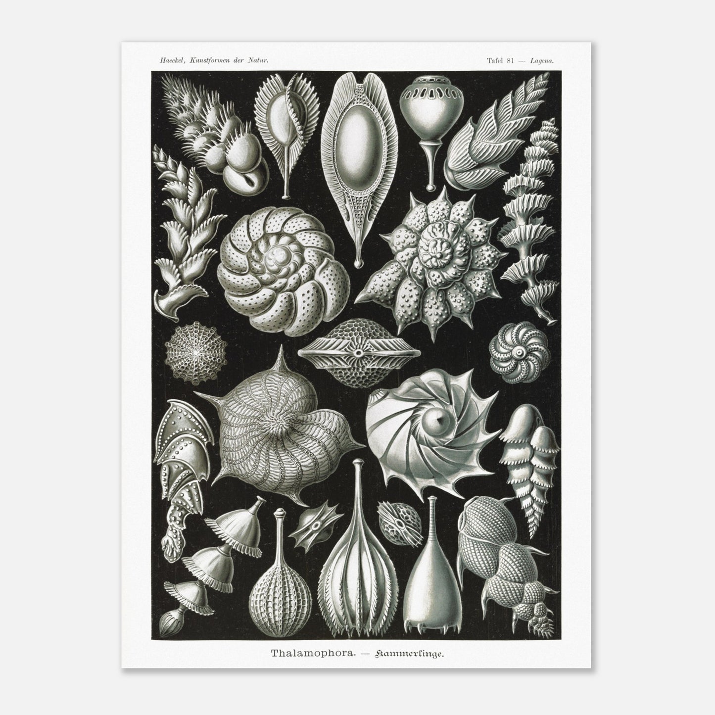 Reproduction de la planche de thalamophores (Kammerlinge) d'Ernst Haeckel (60x80 cm). Lithographie scientifique d'Ernst Haeckel de "Kunstformen der Natur" présentant une variété de thalamophores (Kammerlinge) sur fond noir.