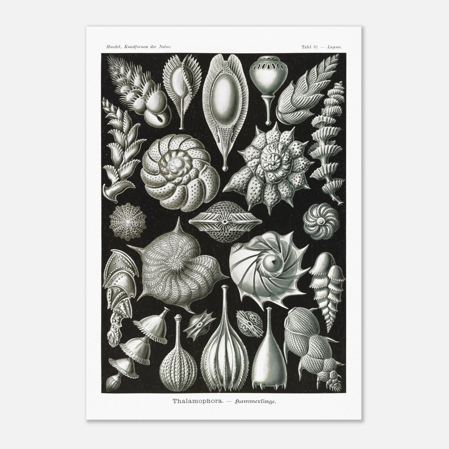Reproduction de la planche de thalamophores (Kammerlinge) d'Ernst Haeckel (70x100 cm). Lithographie scientifique d'Ernst Haeckel de "Kunstformen der Natur" présentant une variété de thalamophores (Kammerlinge) sur fond noir.