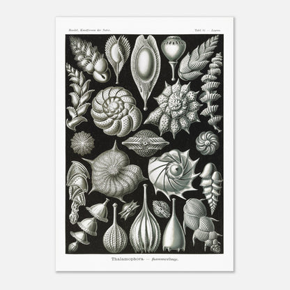 Reproduction de la planche de thalamophores (Kammerlinge) d'Ernst Haeckel (70x100 cm). Lithographie scientifique d'Ernst Haeckel de "Kunstformen der Natur" présentant une variété de thalamophores (Kammerlinge) sur fond noir.