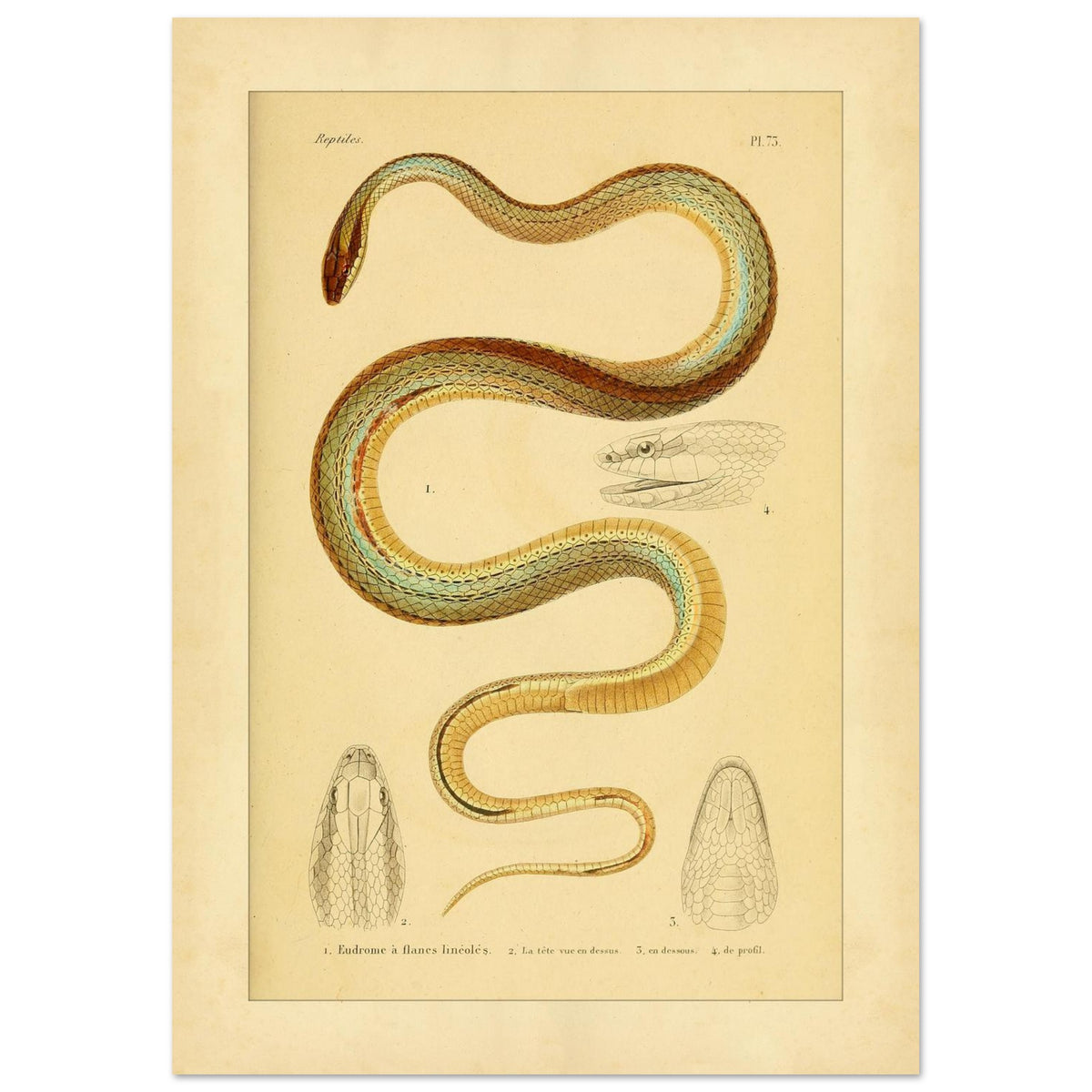 Vierstreifiger Tomodon: Reproduktion einer wissenschaftlichen Schlangenillustration (21x29,7 cm (A4)). Wissenschaftliche Illustration einer Schlange, der linierten Eudromus, mit Zeichnungen ihres Kopfes von oben, im Profil und von unten.