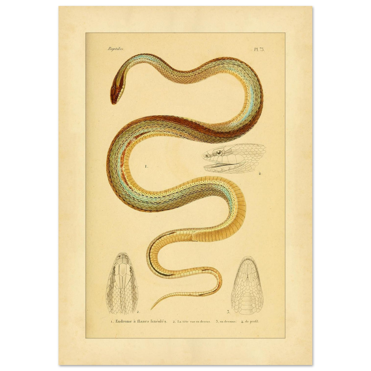 Vierstreifiger Tomodon: Reproduktion einer wissenschaftlichen Schlangenillustration (29,7x42 cm (A3)). Wissenschaftliche Illustration einer Schlange, der linierten Eudromus, mit Zeichnungen ihres Kopfes von oben, im Profil und von unten.