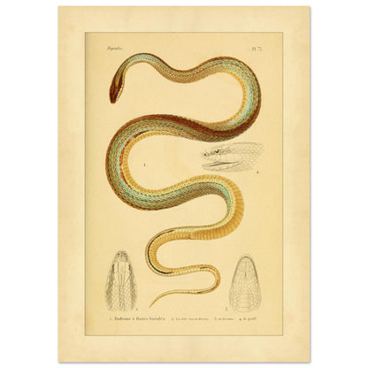 Vierstreifiger Tomodon: Reproduktion einer wissenschaftlichen Schlangenillustration (29,7x42 cm (A3)). Wissenschaftliche Illustration einer Schlange, der linierten Eudromus, mit Zeichnungen ihres Kopfes von oben, im Profil und von unten.