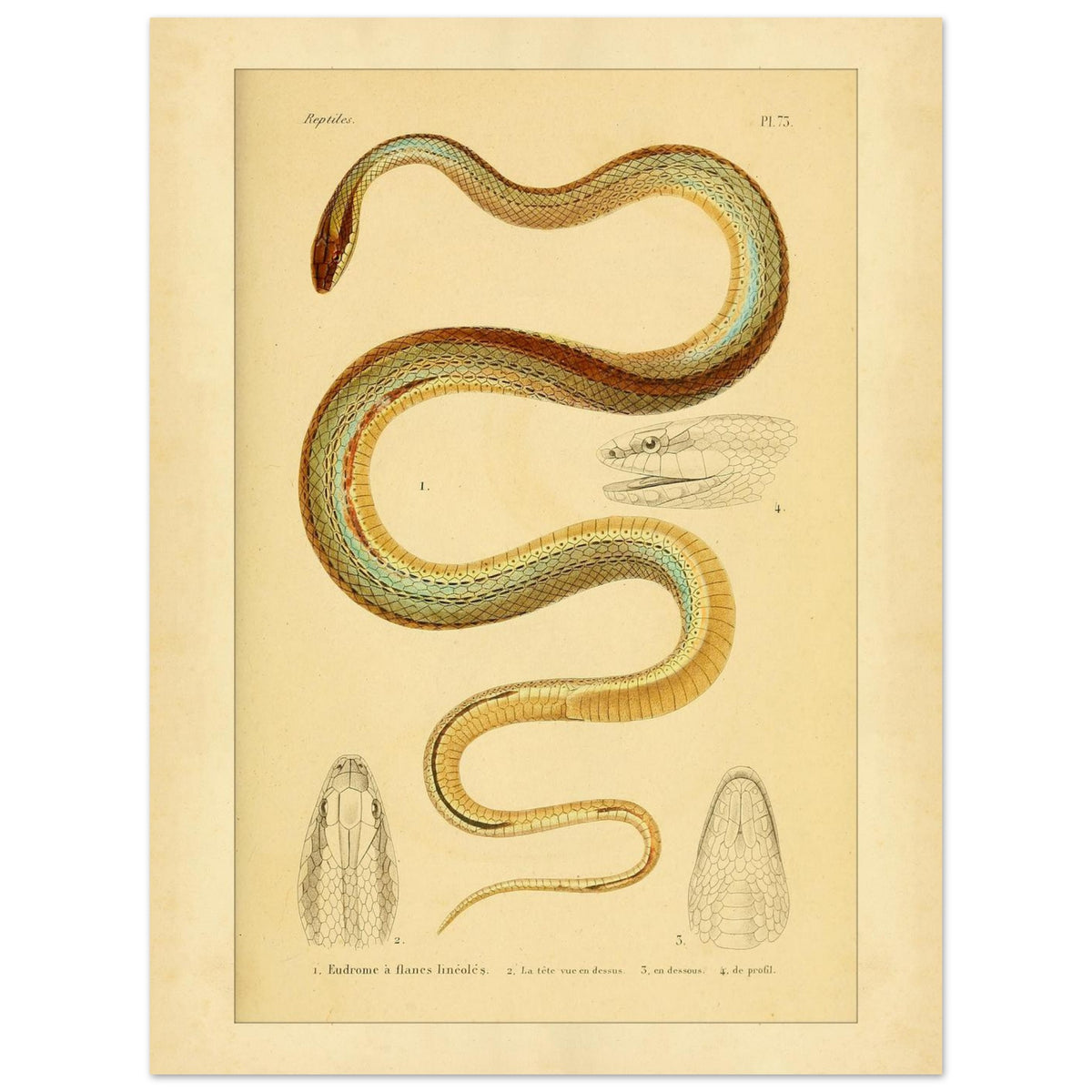 Vierstreifiger Tomodon: Reproduktion einer wissenschaftlichen Schlangenillustration (30x40 cm). Wissenschaftliche Illustration einer Schlange, der linierten Eudromus, mit Zeichnungen ihres Kopfes von oben, im Profil und von unten.