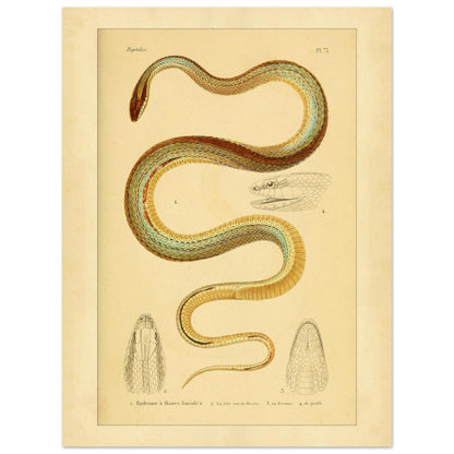 Vierstreifiger Tomodon: Reproduktion einer wissenschaftlichen Schlangenillustration (30x40 cm). Wissenschaftliche Illustration einer Schlange, der linierten Eudromus, mit Zeichnungen ihres Kopfes von oben, im Profil und von unten.