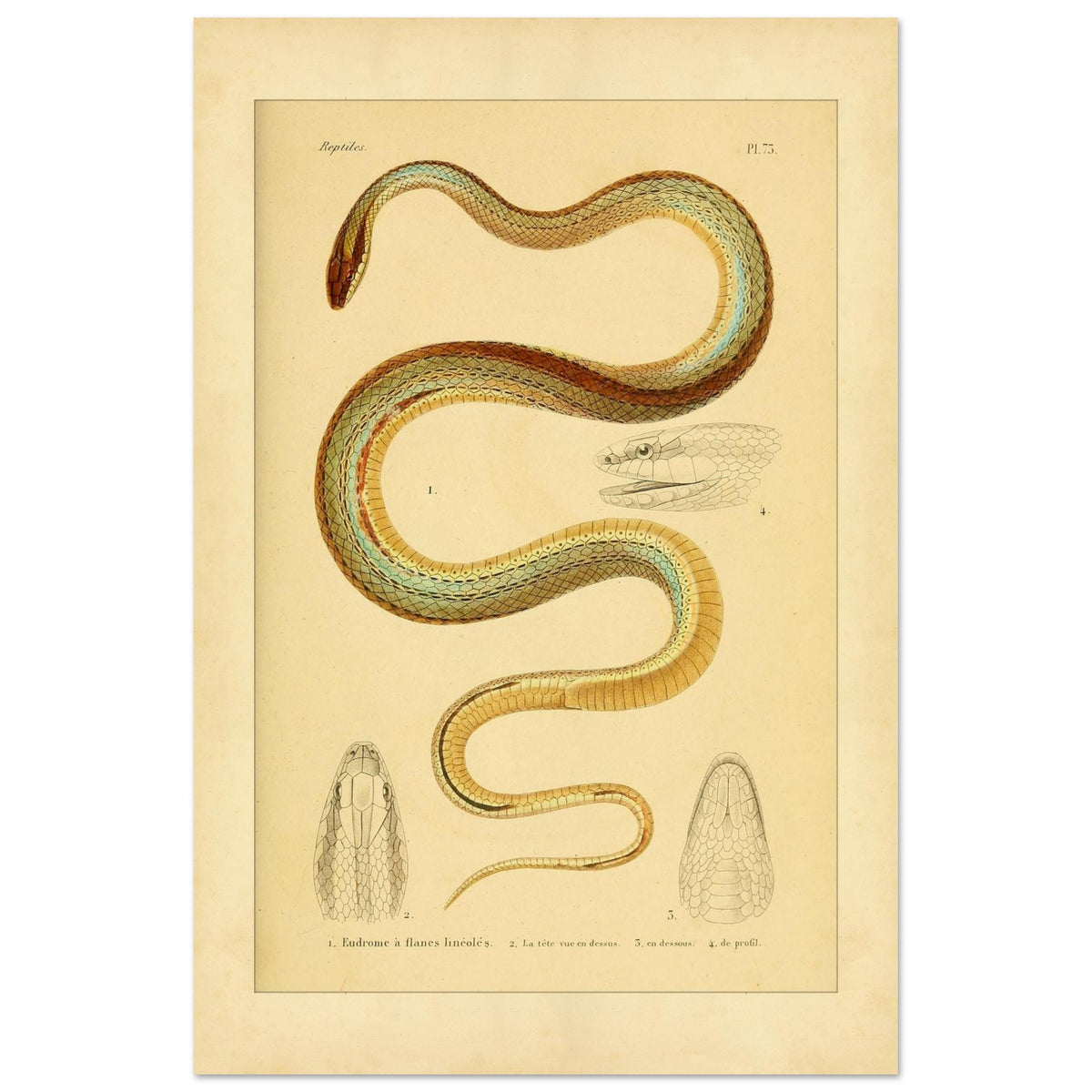 Vierstreifiger Tomodon: Reproduktion einer wissenschaftlichen Schlangenillustration (40x60 cm). Wissenschaftliche Illustration einer Schlange, der linierten Eudromus, mit Zeichnungen ihres Kopfes von oben, im Profil und von unten.