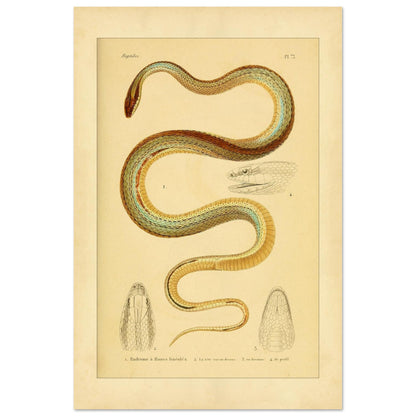 Vierstreifiger Tomodon: Reproduktion einer wissenschaftlichen Schlangenillustration (40x60 cm). Wissenschaftliche Illustration einer Schlange, der linierten Eudromus, mit Zeichnungen ihres Kopfes von oben, im Profil und von unten.