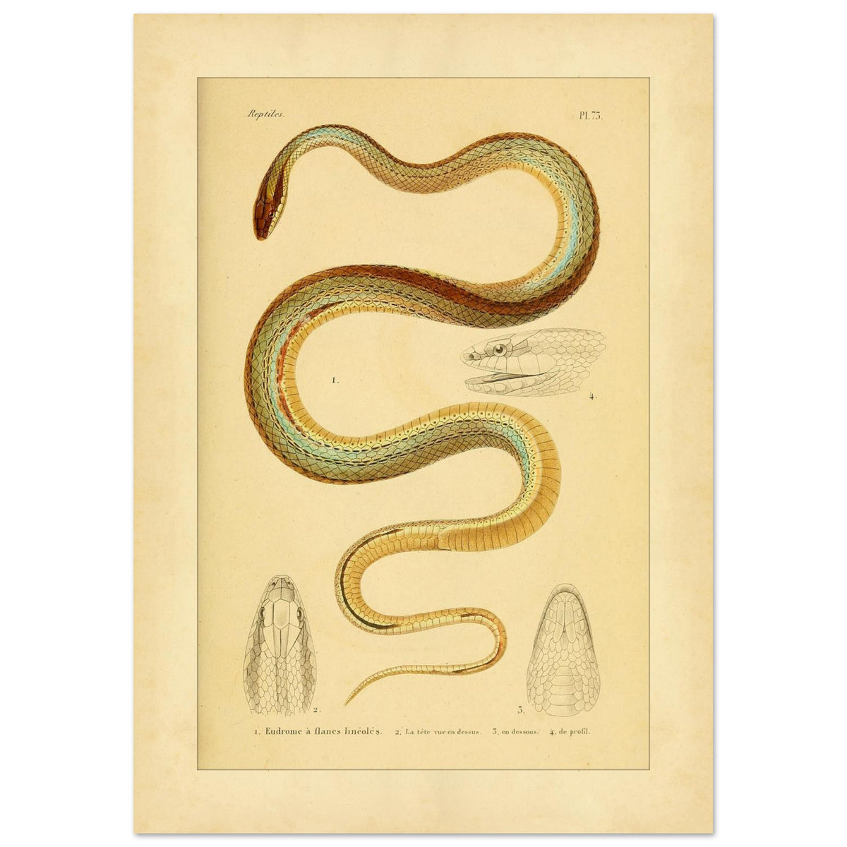 Vierstreifiger Tomodon: Reproduktion einer wissenschaftlichen Schlangenillustration (42x59,4 cm (A2)). Wissenschaftliche Illustration einer Schlange, der linierten Eudromus, mit Zeichnungen ihres Kopfes von oben, im Profil und von unten.