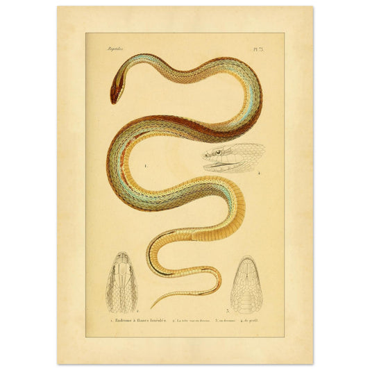 Vierstreifiger Tomodon: Reproduktion einer wissenschaftlichen Schlangenillustration (50x70 cm). Wissenschaftliche Illustration einer Schlange, der linierten Eudromus, mit Zeichnungen ihres Kopfes von oben, im Profil und von unten.