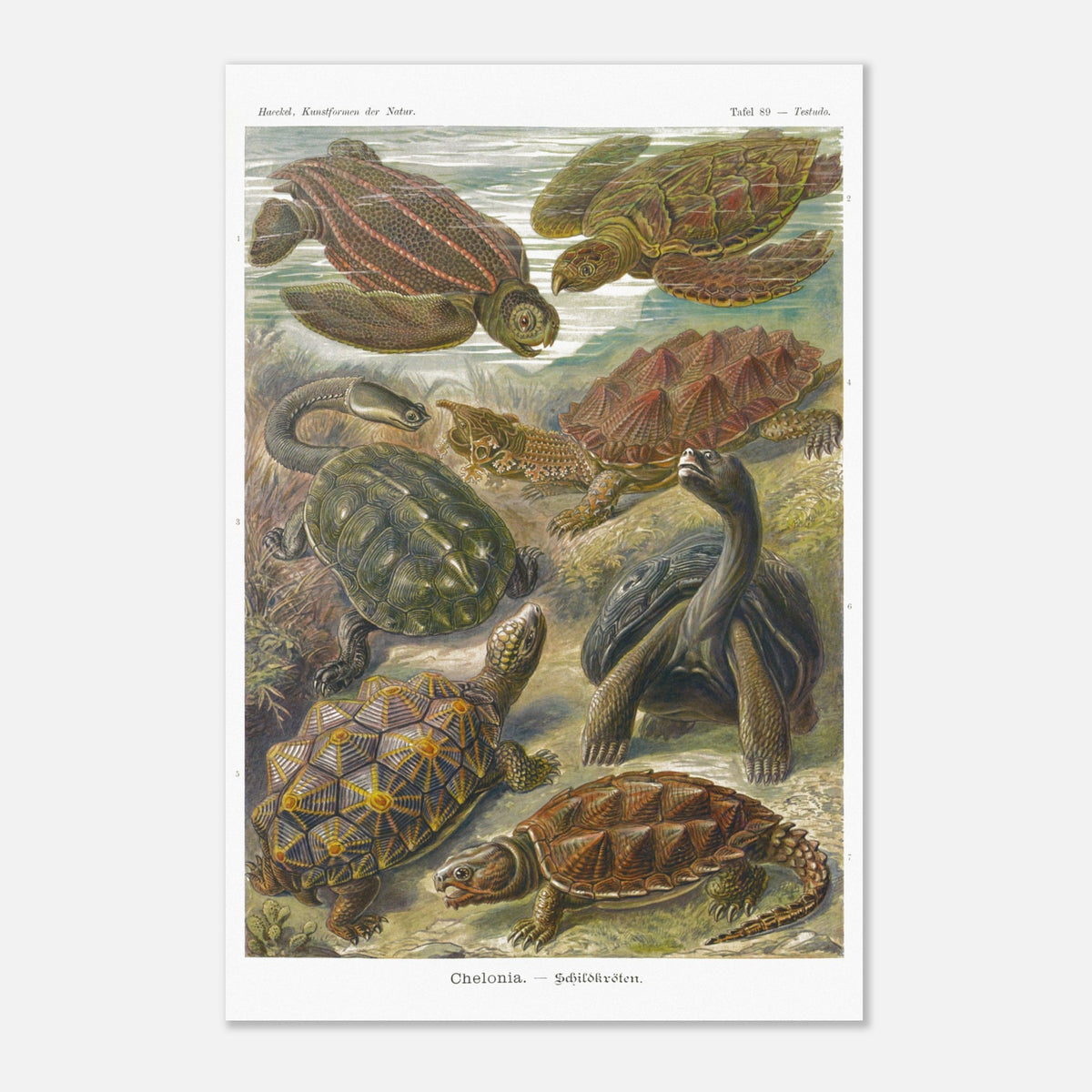 Naturalist plate of Chelonia turtles by Ernst Haeckel. Naturalist plate by Ernst Haeckel representing various species of turtles, including marine and terrestrial turtles, in an aquatic and terrestrial environment.
