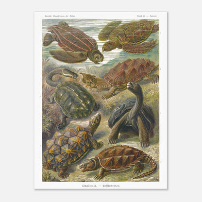 Planche naturaliste de tortues Chelonia par Ernst Haeckel (30x40 cm). Planche naturaliste d'Ernst Haeckel représentant différentes espèces de tortues, dont des tortues marines et terrestres, dans un environnement aquatique et terrestre.