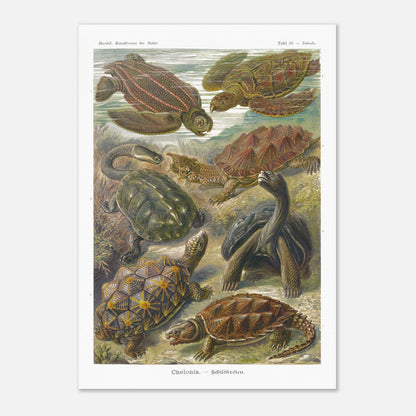 Planche naturaliste de tortues Chelonia par Ernst Haeckel (59,4x84,1 cm (A1)). Planche naturaliste d'Ernst Haeckel représentant différentes espèces de tortues, dont des tortues marines et terrestres, dans un environnement aquatique et terrestre.