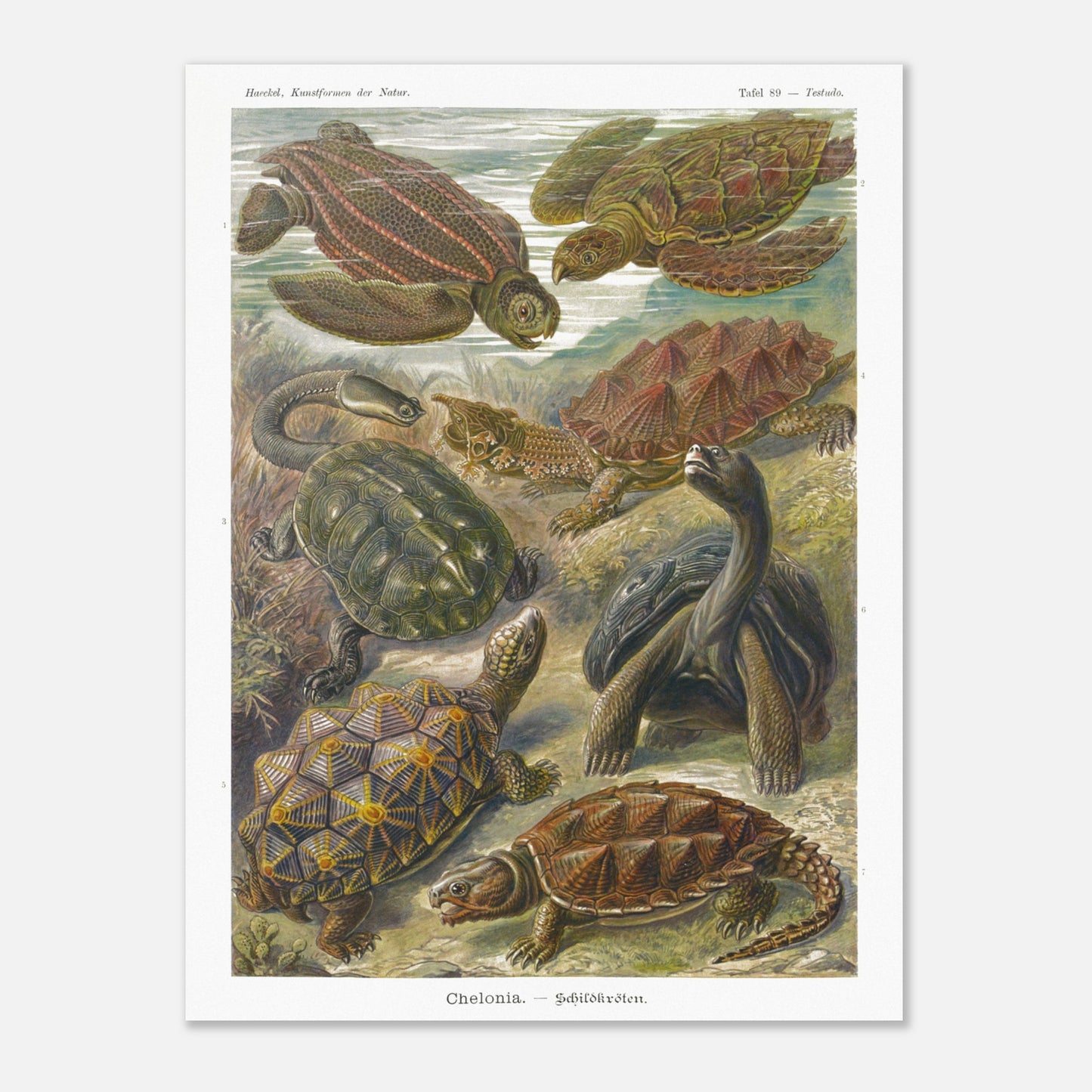 Planche naturaliste de tortues Chelonia par Ernst Haeckel (60x80 cm). Planche naturaliste d'Ernst Haeckel représentant différentes espèces de tortues, dont des tortues marines et terrestres, dans un environnement aquatique et terrestre.
