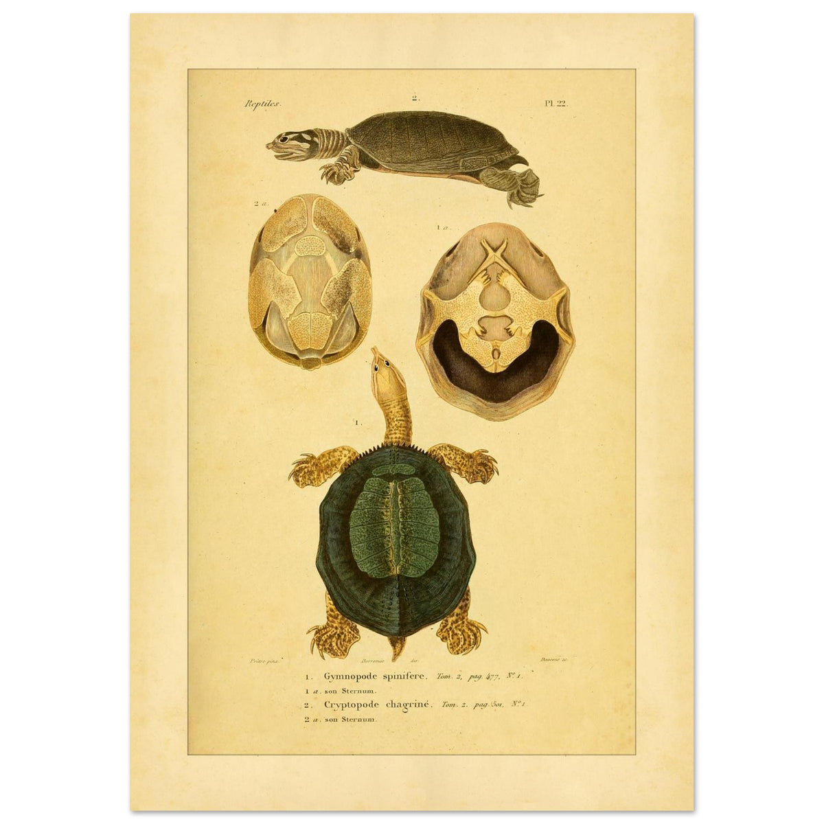 Schildkrötenillustration: Dorn-Weichschildkröte und runzelige Schildkröte (21x29,7 cm (A4)). Illustration einer Schildkröte von oben und im Profil, begleitet von zwei Ansichten ihres Bauchpanzers, alles im enzyklopädischen Stil.